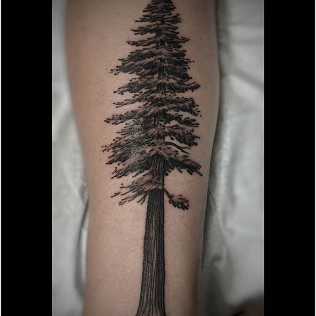What Does Redwood Tree Tattoo Mean  Represent Symbolism